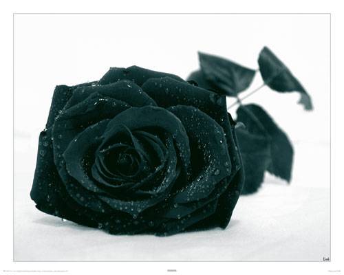 black  rose